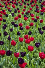 Red and purple tulips in field in Amsterdam, Netherlands