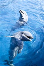 Dolphins in water at Miami Seaquarium in Miami, Florida, USA