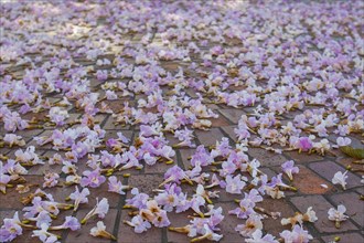Purple flowers on pavement