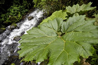 Leaf by stream in forest in Costa Rica, Central America