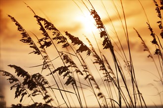 Silhouette of grass at sunset