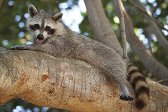 Raccoon lying on branch