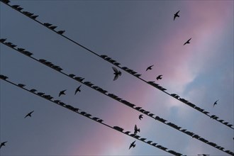 Silhouette of birds on power lines