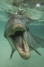 Dolphin with mouth open underwater