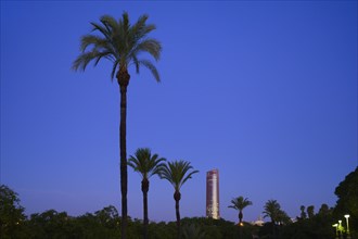 Palm trees in front of Sevilla Tower at sunset in Seville, Spain