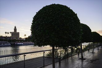 Trees on footpath with Torre del Oro in distance in Seville, Spain