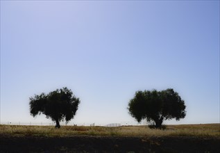 Trees in field