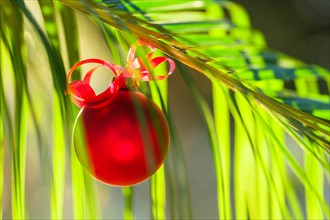 Red bauble hanging from plant