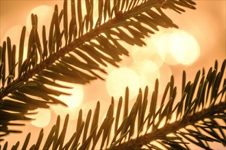 Close up of pine fronds against lights
