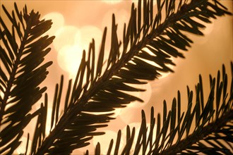 Close up of pine fronds against lights