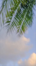 Palm frond against cloud