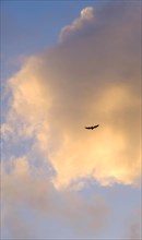 Bird flying against cloud