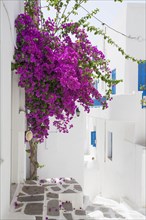 Purple flowers by building in Mykonos, Greece