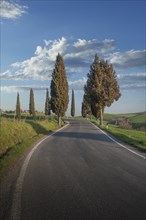 Cypress trees by road in Tuscany, Italy