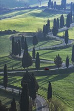 Trees along winding road in Tuscany, Italy
