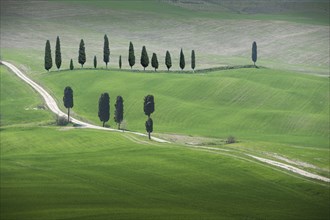 Trees along road in Tuscany, Italy