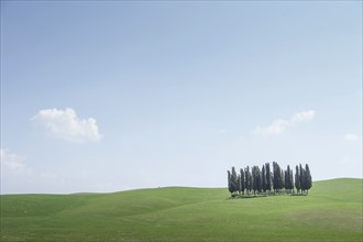 Trees on hill in Tuscany, Italy