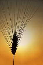Silhouette of barley at sunset