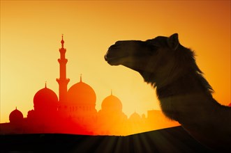 Camel in front of Sheikh Zayed Mosque at sunset in Abu Dhabi, United Arab Emirates