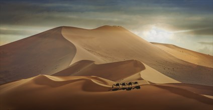 Man with camels in desert in Abu Dhabi, United Arab Emirates