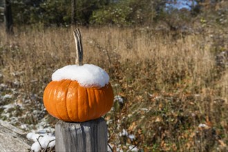Snowy pumpkin on wooden post