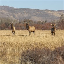Elk in field by mountains