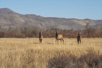Elk in field by mountains