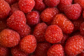 Abundance of raspberries
