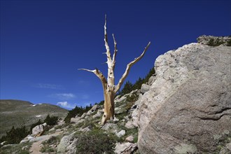 Bare bristlecone pine at Mount Evans Recreation Area in Colorado