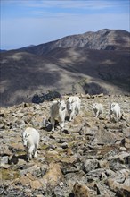 Mountain goats on Square Top Mountain in Colorado