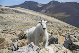 Mountain goat on Square Top Mountain in Colorado