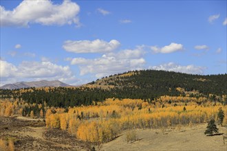 Forest during autumn at Kenosha Pass, Colorado