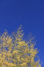 Aspen tree during autumn in Kenosha Pass, Colorado
