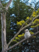 Kookaburra perching in tree