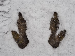 Kangaroo prints in snow