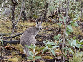 Eastern grey kangaroo in forest