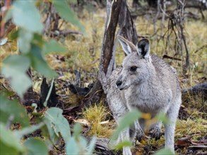 Eastern grey kangaroo in forest