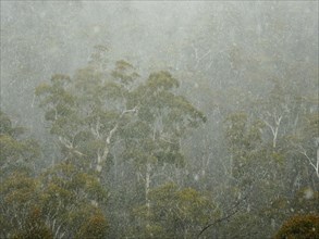 Gum trees in forest
