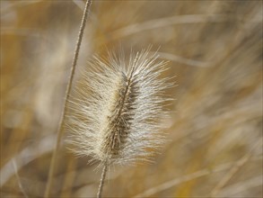 Grass seedhead