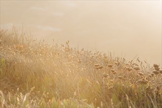 Grass on sand dune