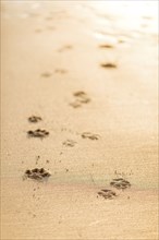 Dog pawprints in sand