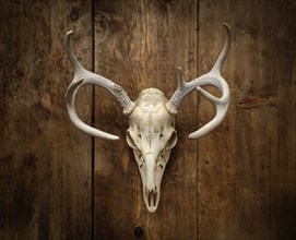 Deer skull with antlers