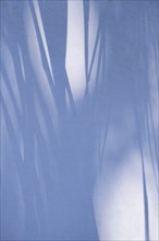 Shadow of palm fronds on white wall