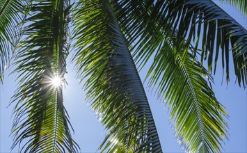 Palm fronds under sun