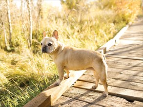 French bulldog on forest boardwalk