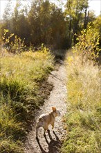 French bulldog on forest path