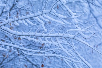 Snow on bare branches of tree