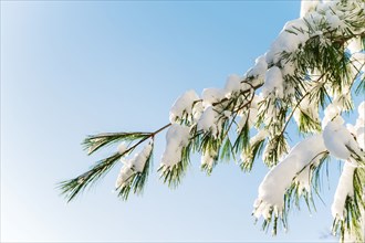 Snow won branches of pine tree