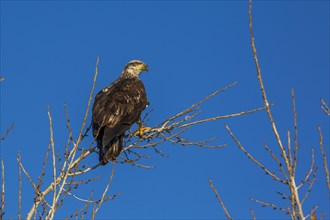 Eagle perching in bare tree