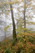 Ukraine, Zakarpattia region, Carpathians, Borzhava, Hillside mountain Munchel, Autumn woods in morning fog